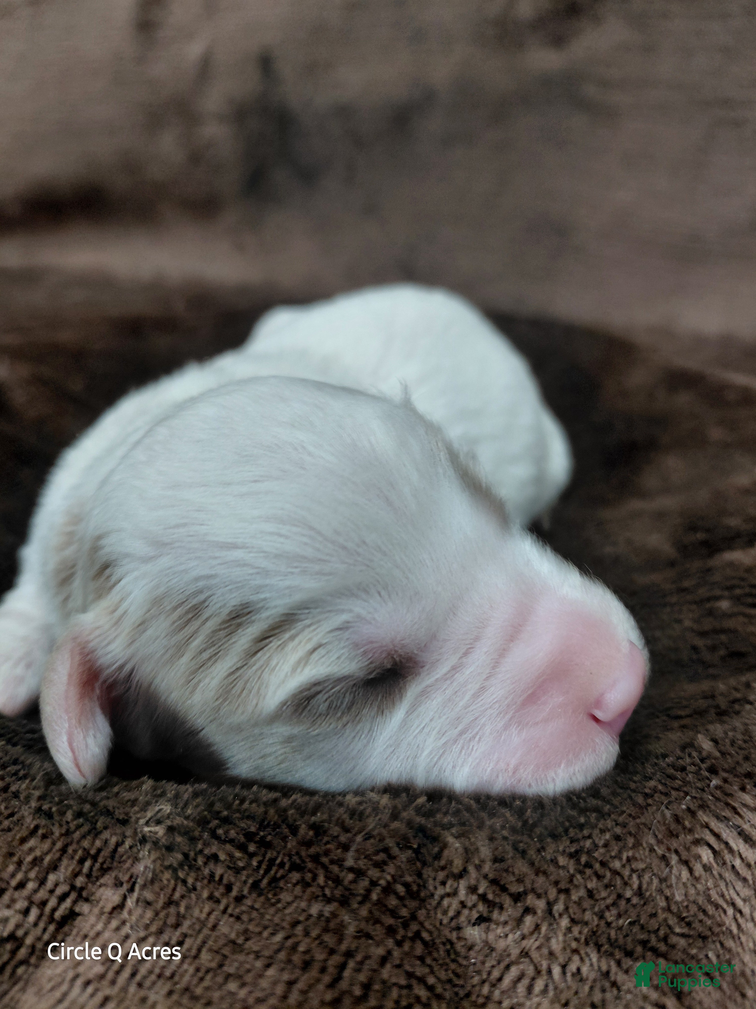 Mini Goldendoodle dogs for sale: Eagle - Ad 1