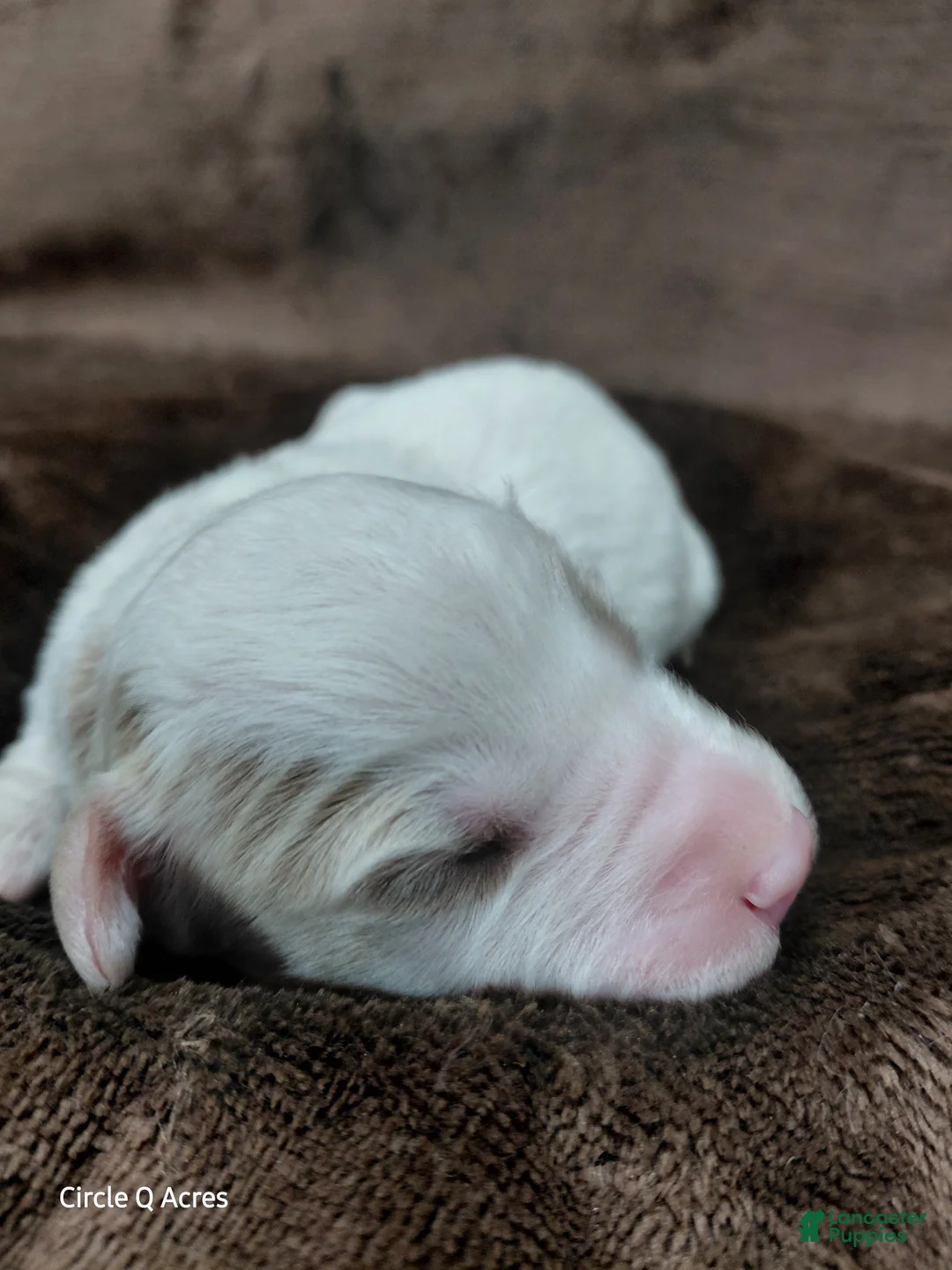 Mini Goldendoodle dogs for sale: Eagle - Ad 1