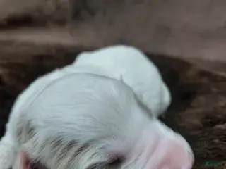 Mini Goldendoodle dogs for sale: Eagle - Ad 1