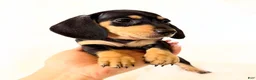 Miniature Dachshund dogs for sale: AKC Zoey - Ad 2