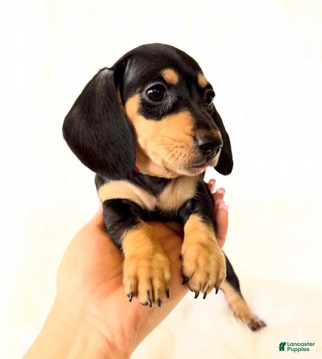Miniature Dachshund dogs for sale: AKC Zoey - Ad 2