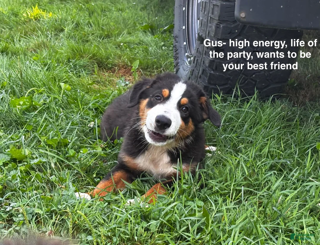 Miniature Australian Shepherd dogs for sale: #8 Gus - Ad 1