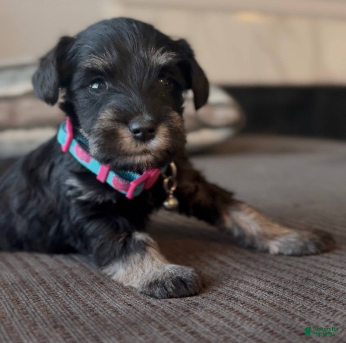 Miniature Schnauzer dogs Miniature Schnauzer Puppy 3 - Ad 4