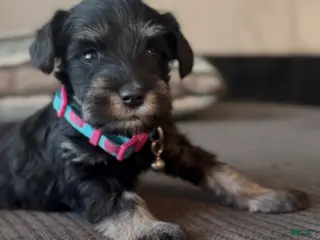 Miniature Schnauzer dogs Miniature Schnauzer Puppy 3 - Ad 4