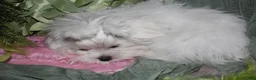 Maltese dogs for sale: Maci - Ad 18