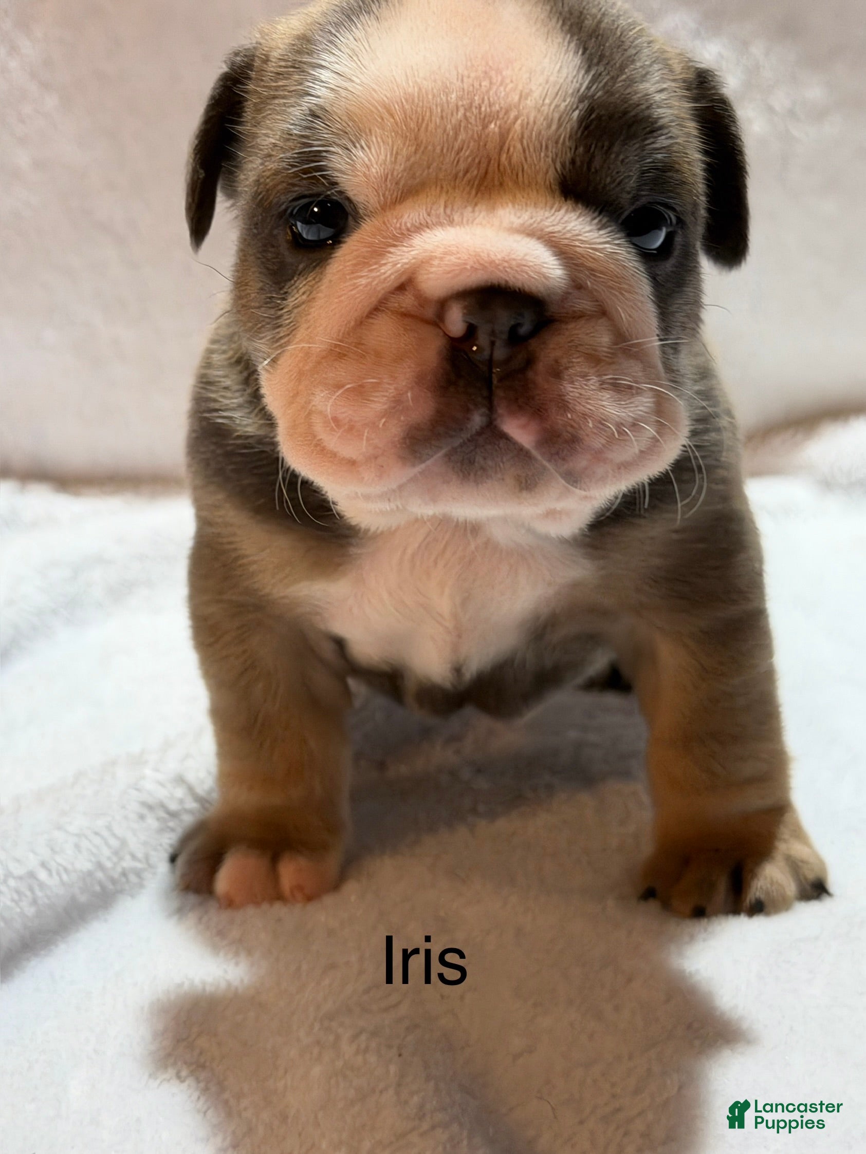 English Bulldog dogs English Bulldog Puppy 5 - Ad 3