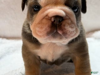 English Bulldog dogs English Bulldog Puppy 5 - Ad 3