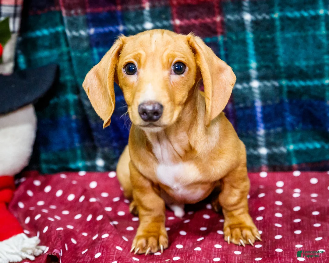 Miniature Dachshund dogs for sale: Xander - Ad 1