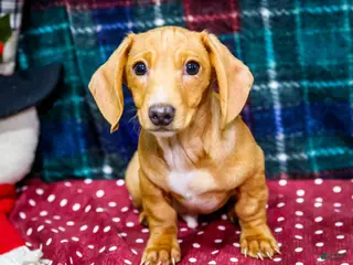 Miniature Dachshund dogs Xander - Ad 36