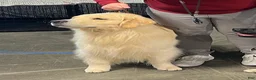 Golden Retriever dogs for sale: Golden Retriever Puppy 2 - Ad 2