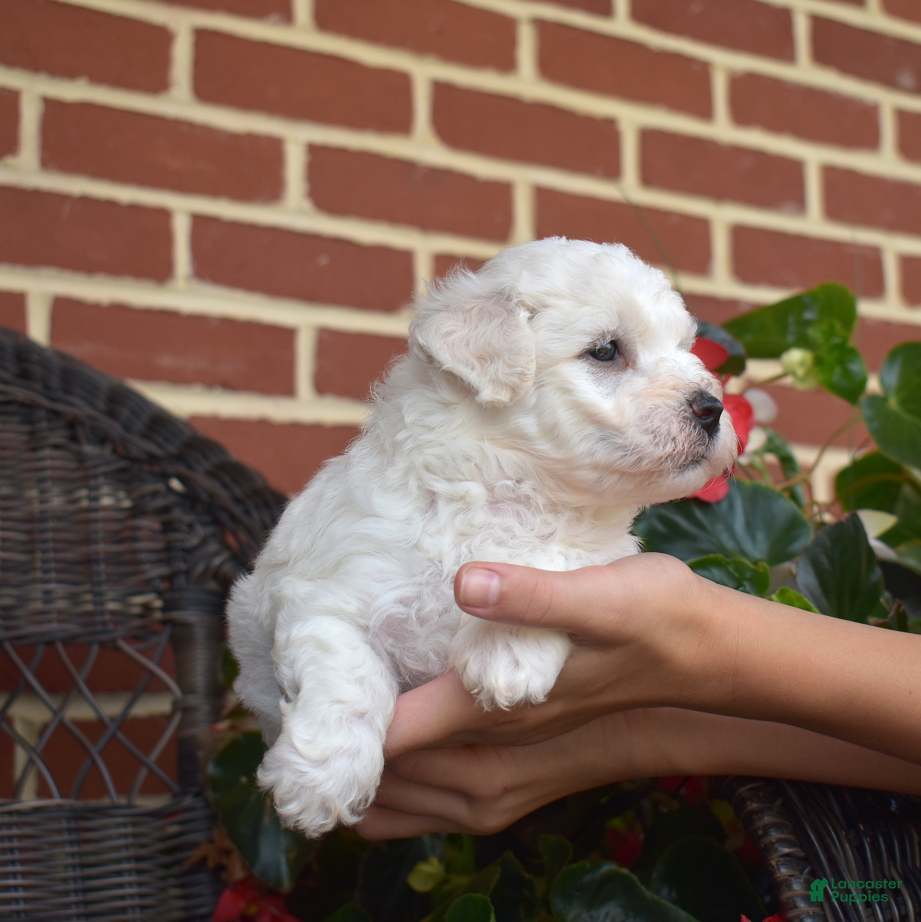 Bichon Frise dogs Glacier - Ad 2