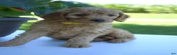 Mini Goldendoodle dogs for sale: Cookie-F1b - Ad 2
