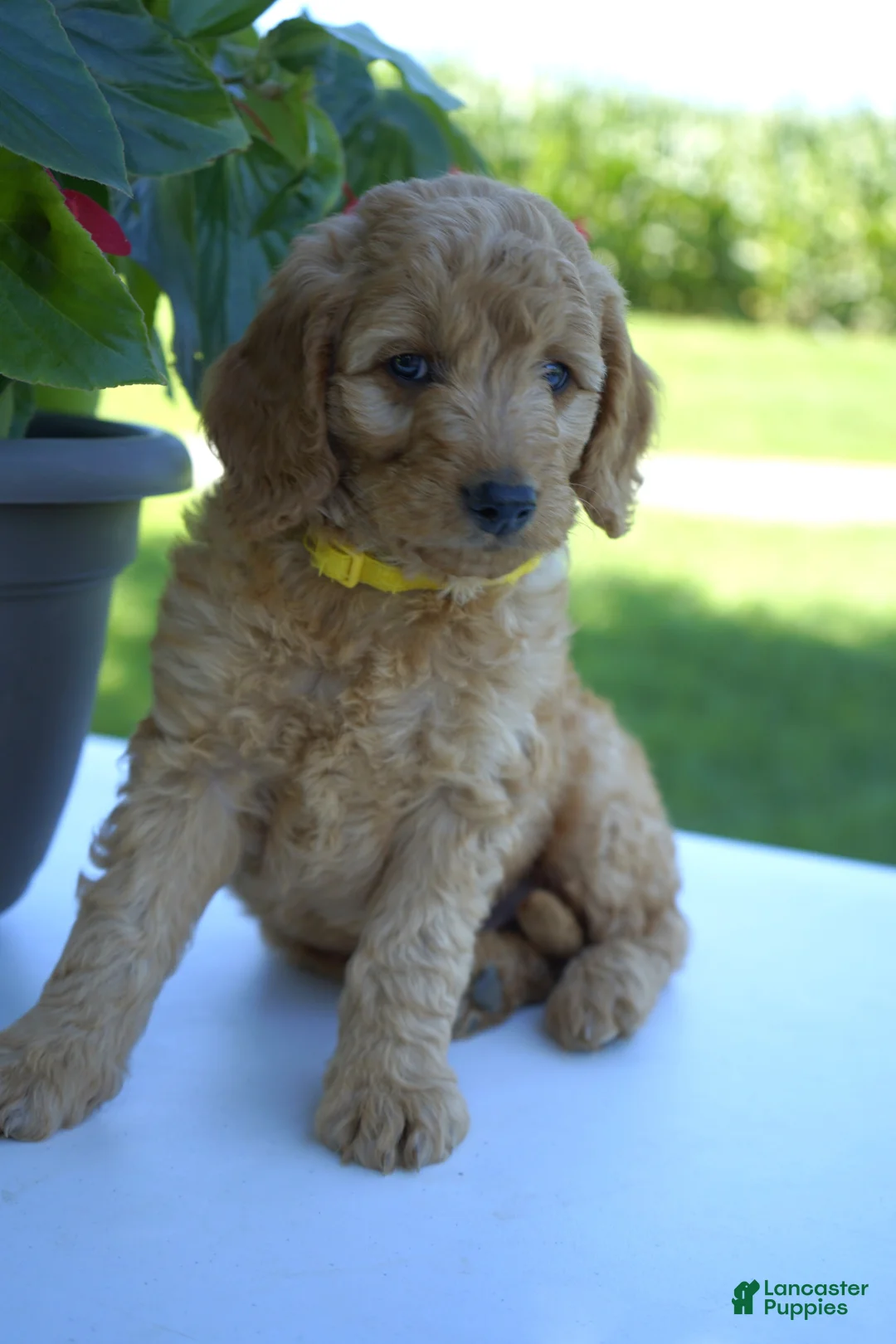 Mini Goldendoodle dogs for sale: Cookie-F1b - Ad 2