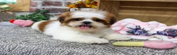 Shih Tzu dogs for sale: Dahlia - Ad 4