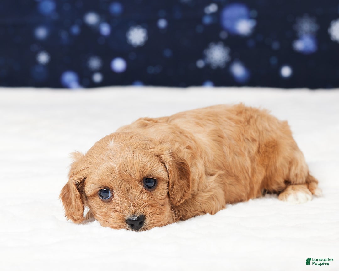 Cavapoo dogs for sale: Sheila - Ad 2