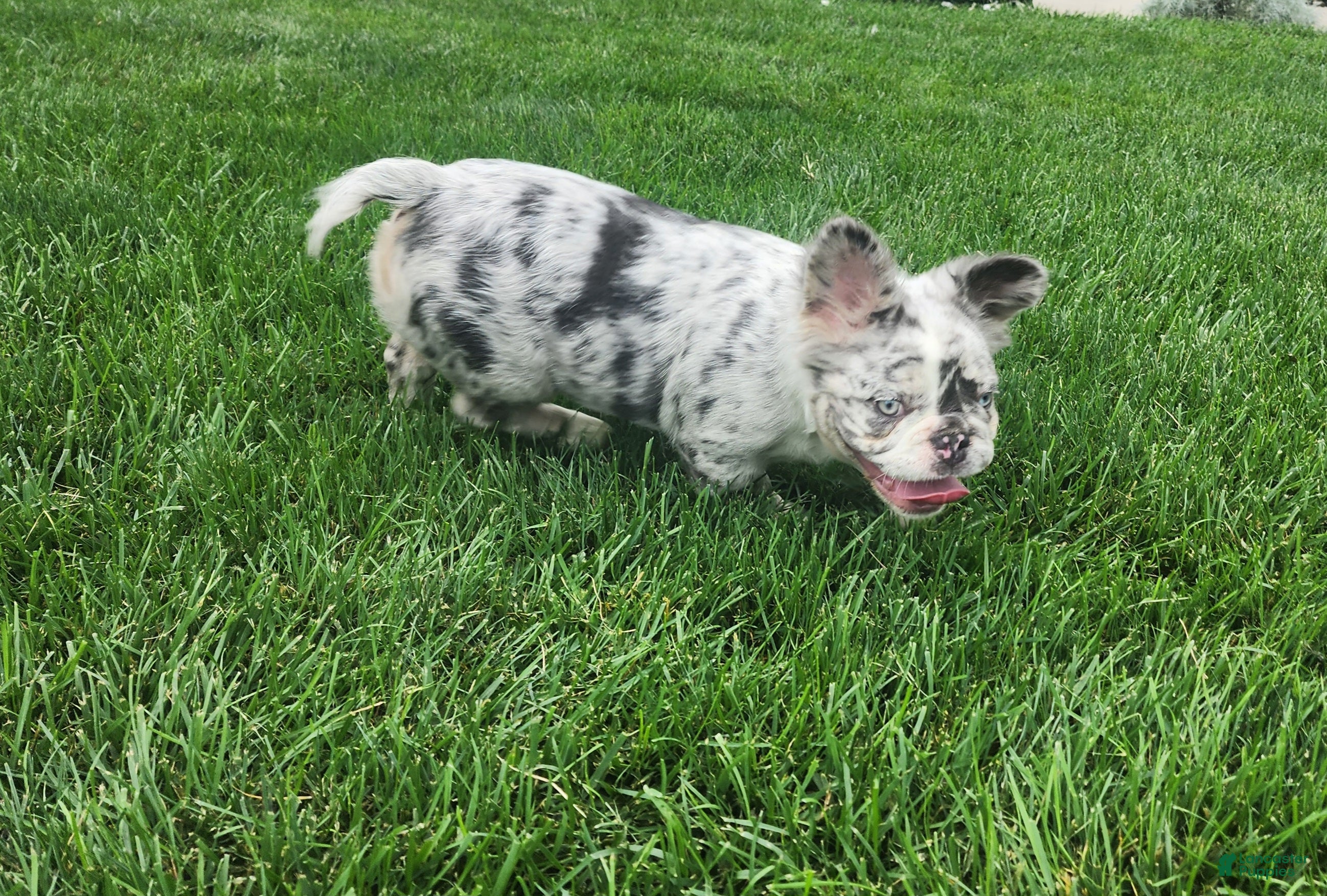 French Bulldog dogs Josie - Ad 6