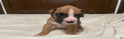 Boxer dogs for sale: Milo - Ad 8
