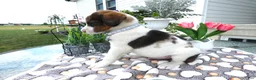 Mixed Breed dogs for sale: Mixed Breed 1 Davon - Ad 4