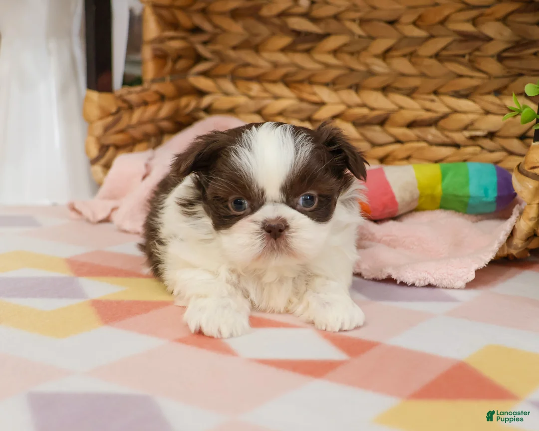 Shih Tzu dogs for sale: Alani  - Ad 2