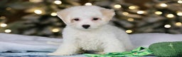 Teddy Bear dogs for sale: Dasher - Ad 16