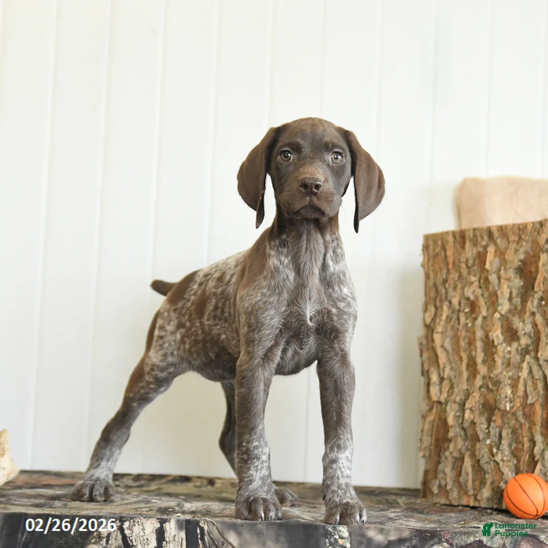 German Shorthaired Pointer dogs for sale: Dreamer - Ad 2