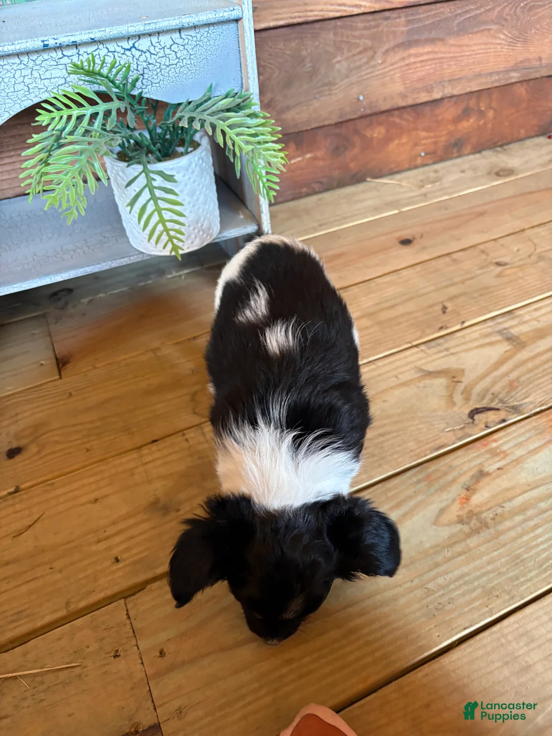 Papillon dogs for sale: Papillon Puppy 1 - Ad 2