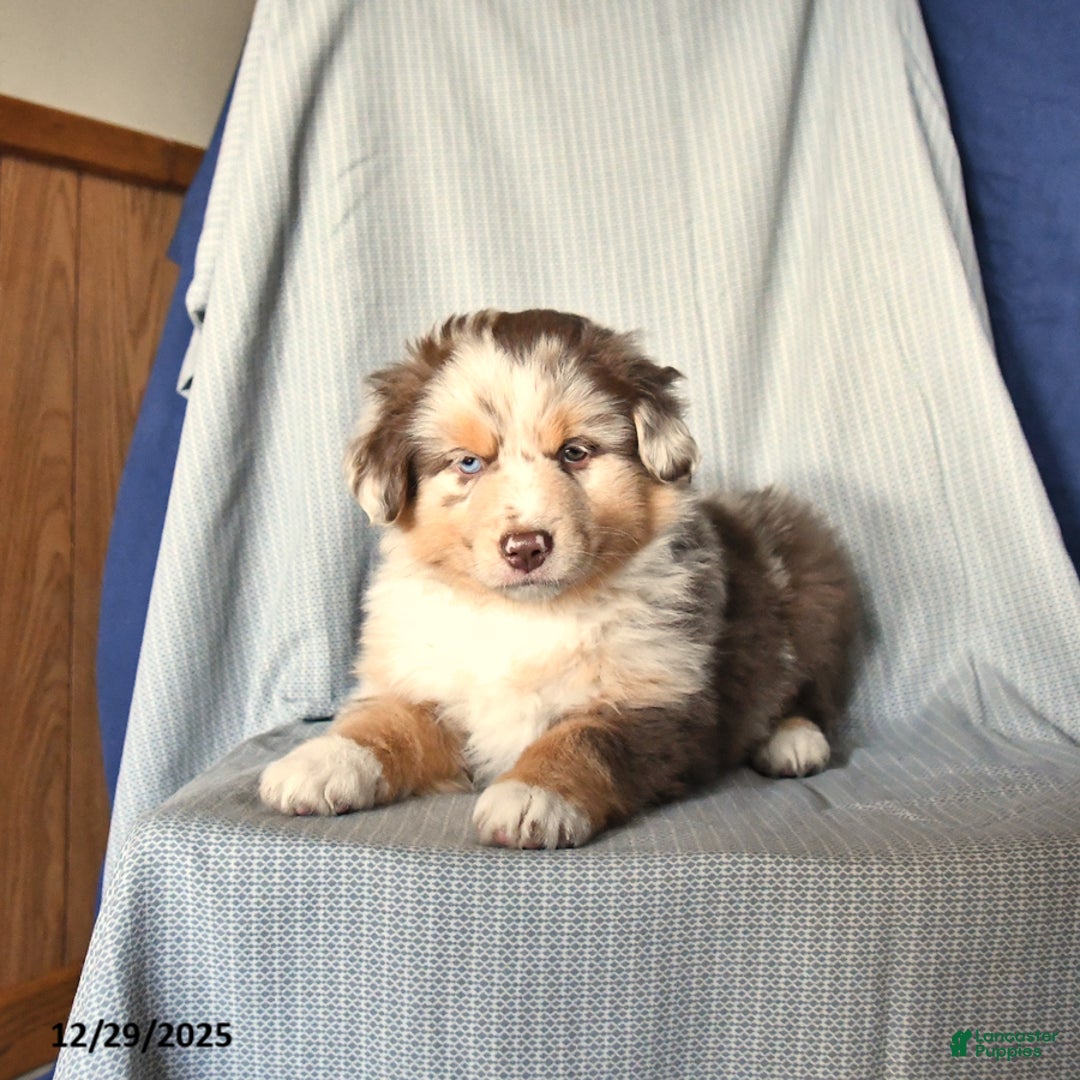 Australian Shepherd dogs for sale: Royal - Ad 3