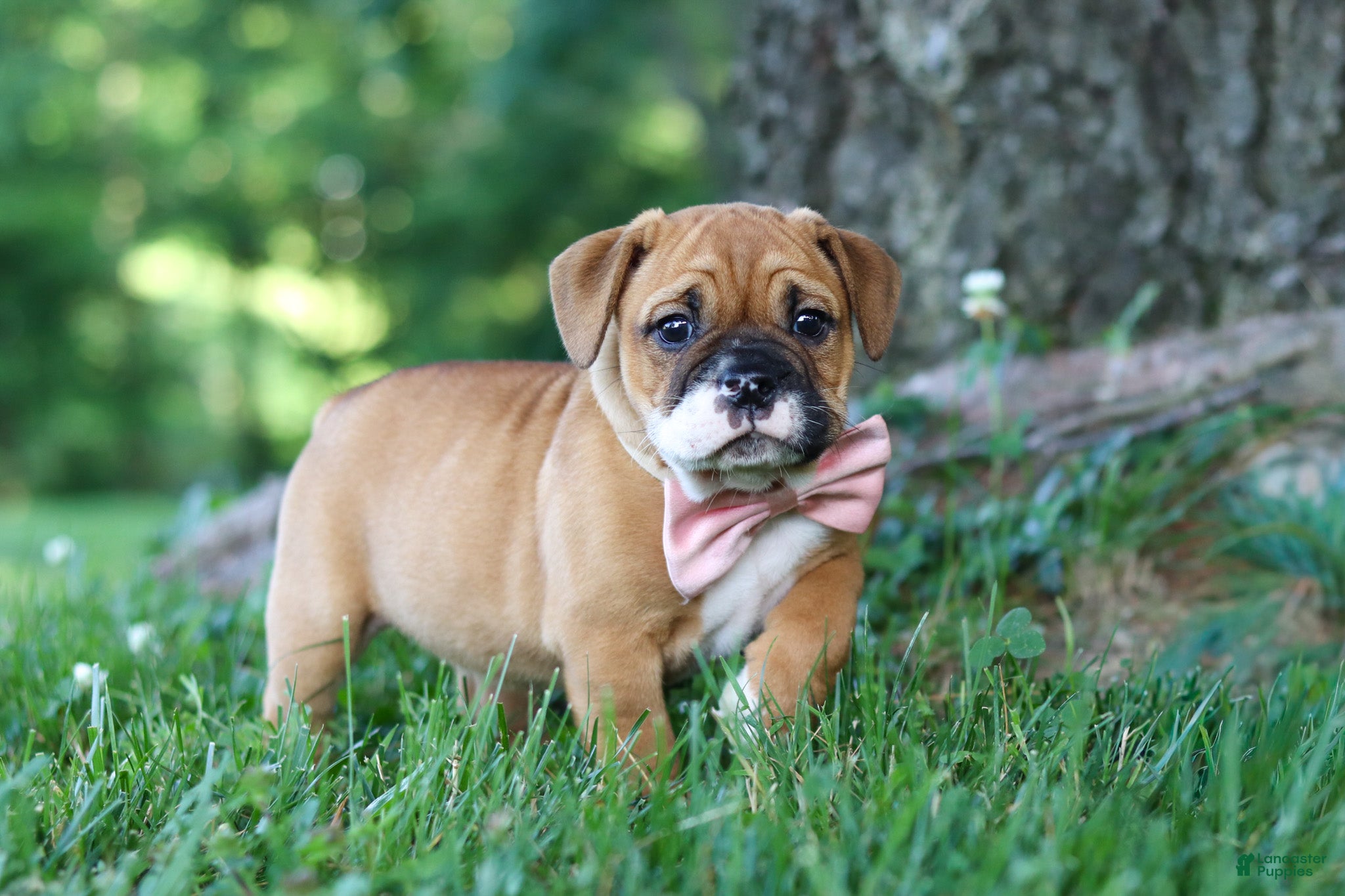 Mixed Breed dogs Chloe - Ad 2