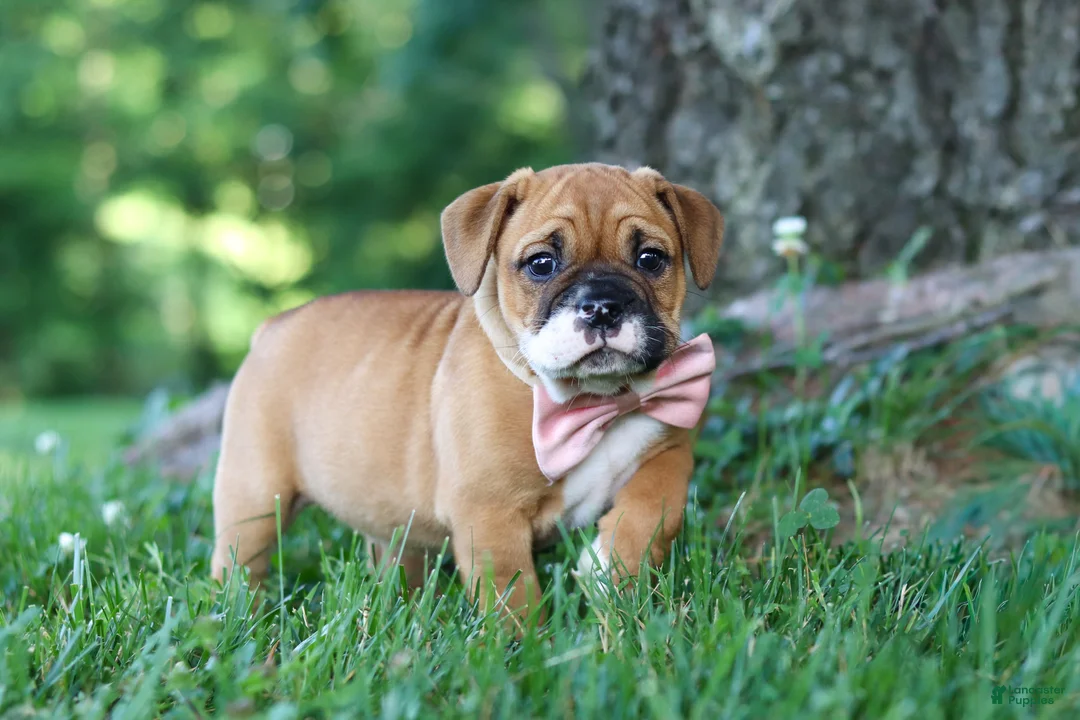 Mixed Breed dogs for sale: Chloe - Ad 2
