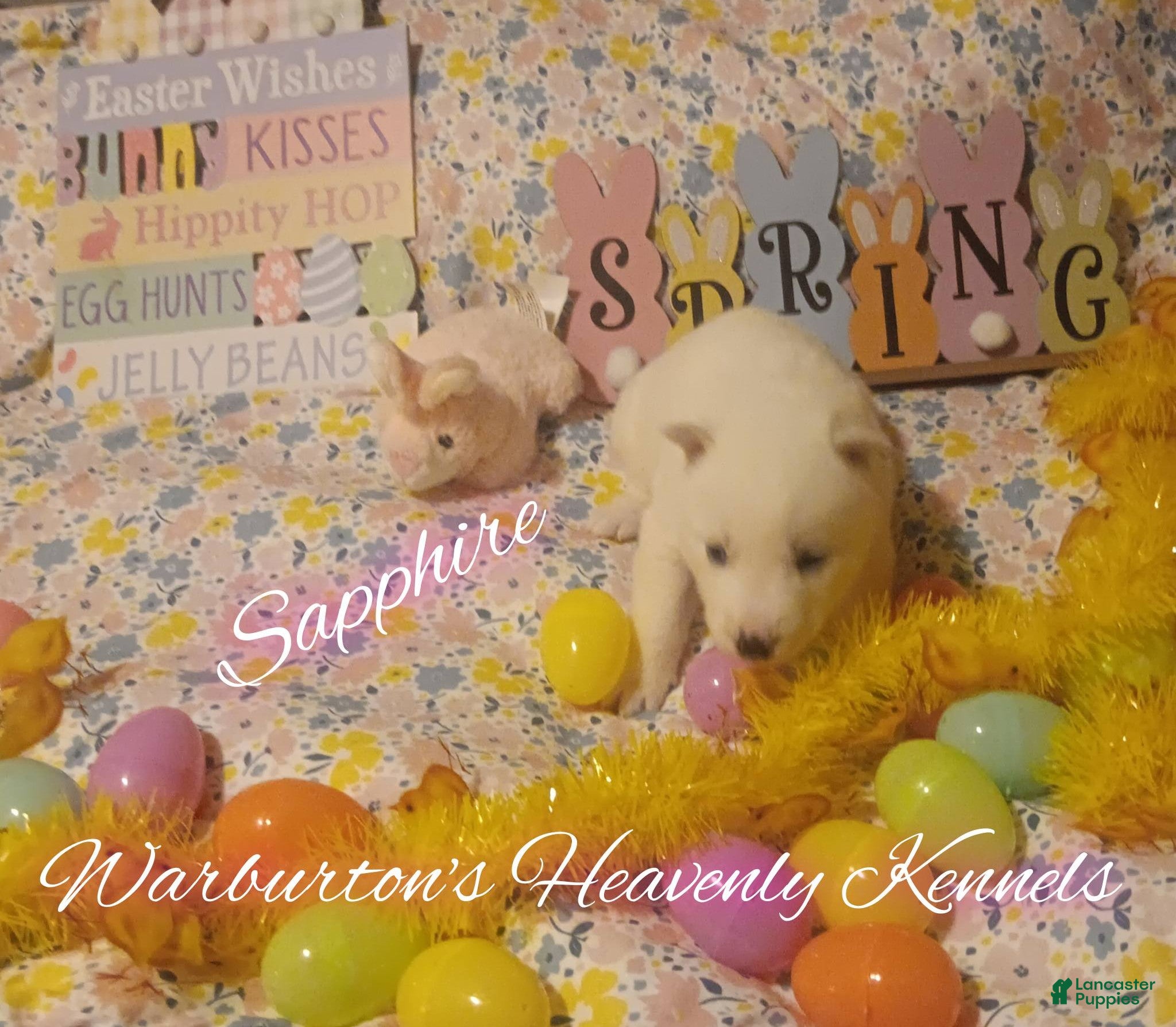 Siberian Husky dogs Siberian Husky Puppy 2 - Ad 34