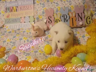 Siberian Husky dogs Siberian Husky Puppy 2 - Ad 34