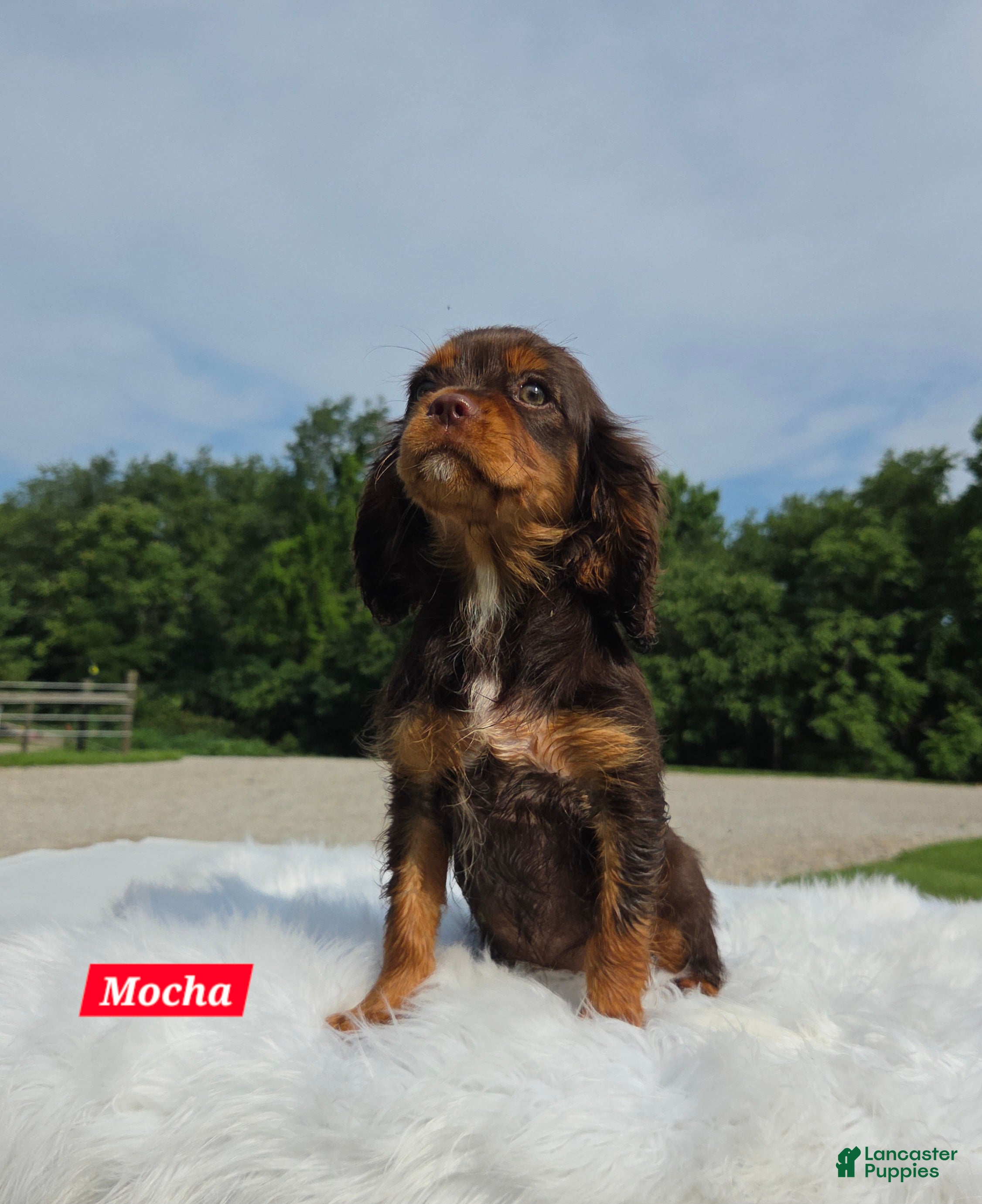 Cavalier King Charles Spaniel dogs Mocha - Ad 2