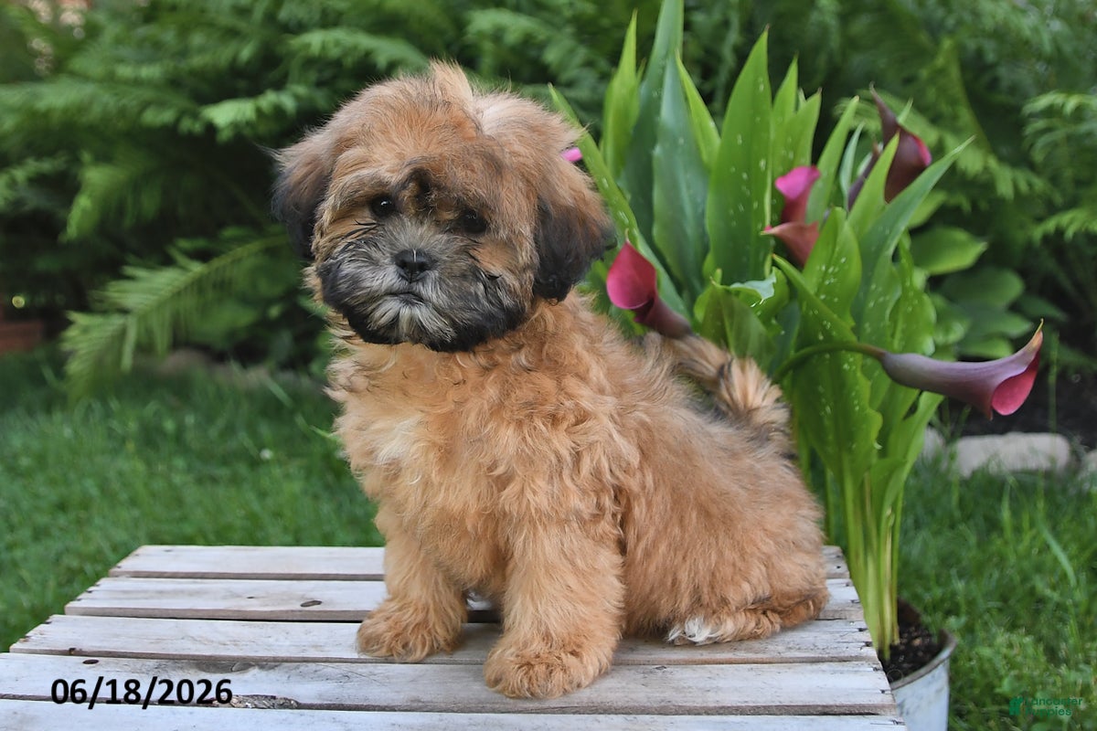 Teddy Bear dogs Jenny - Ad 2