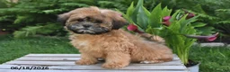 Teddy Bear dogs for sale: Jenny - Ad 1