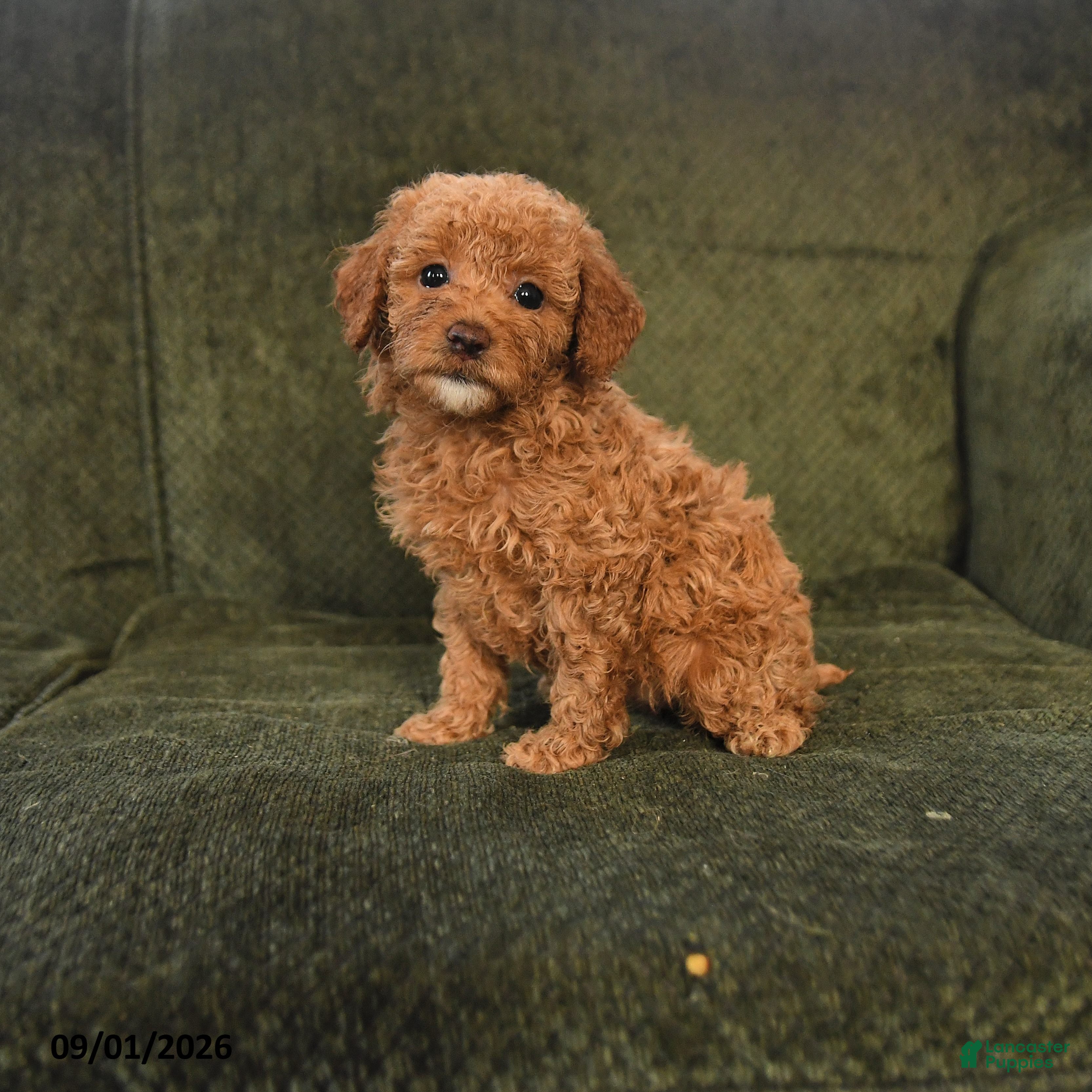 Miniature Poodle dogs Hank - Ad 1