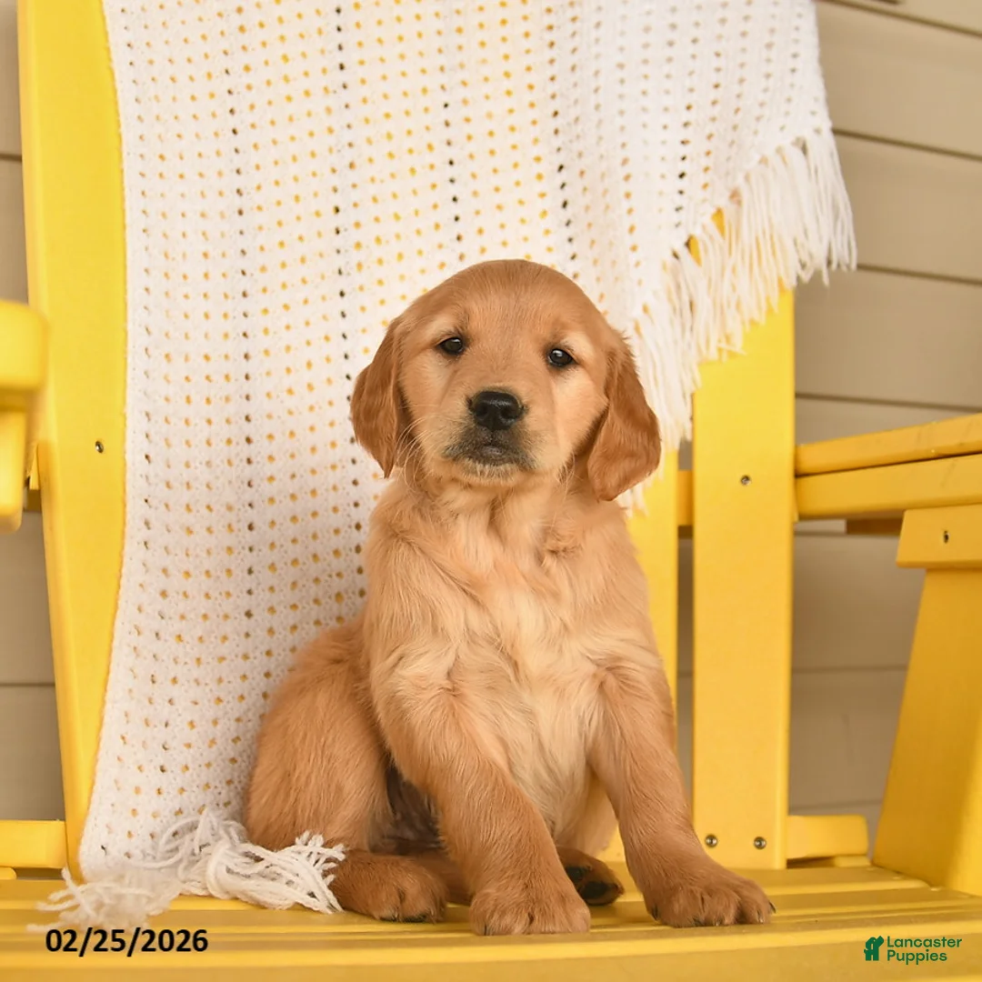 Golden Retriever dogs for sale: Penny  - Ad 1
