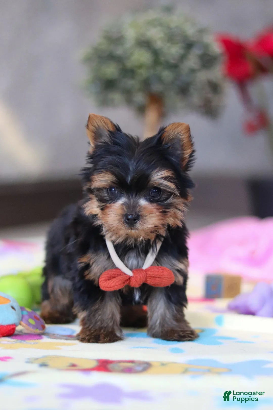 Yorkshire Terrier dogs for sale: Jonah - Ad 6