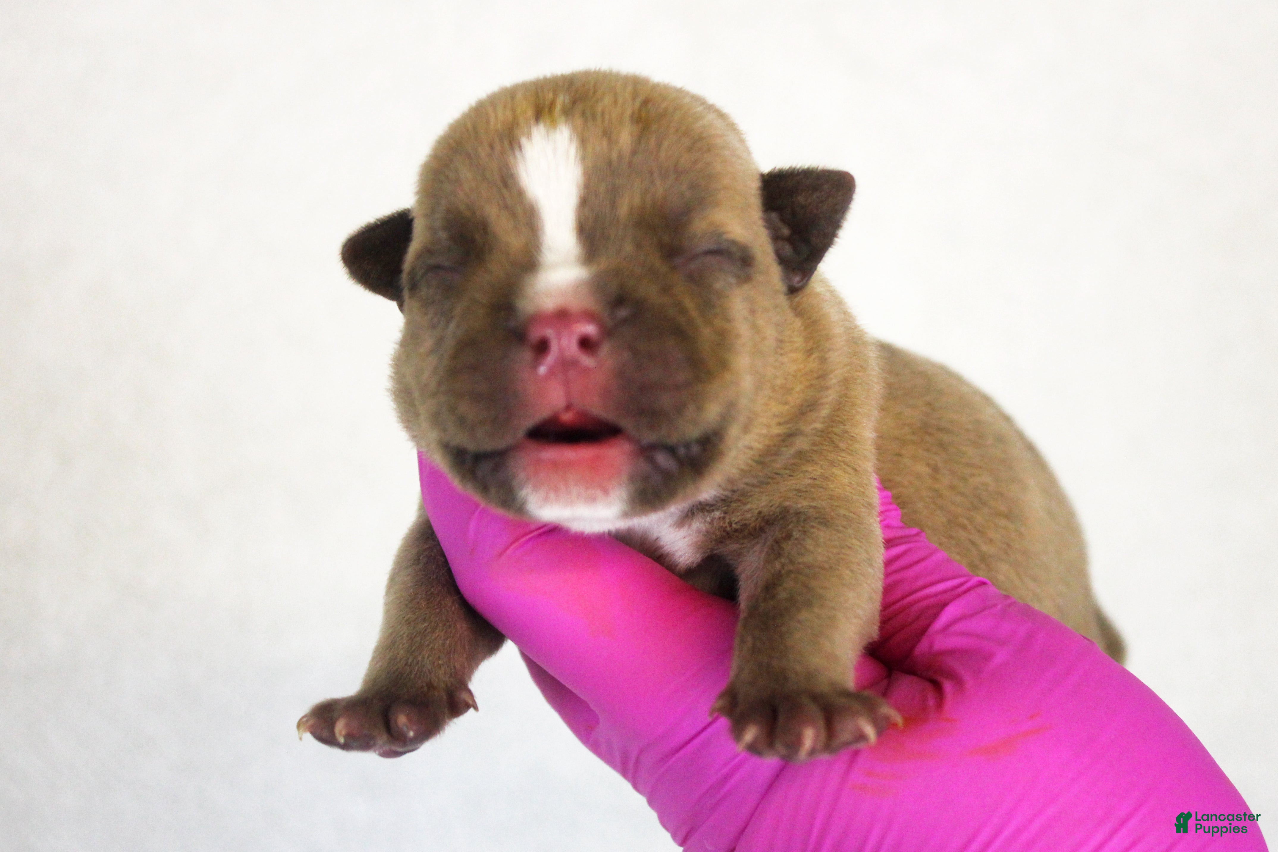American Bully dogs Chocolate Male - Ad 1