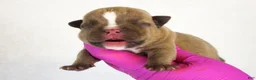 American Bully dogs for sale: Chocolate Male - Ad 1