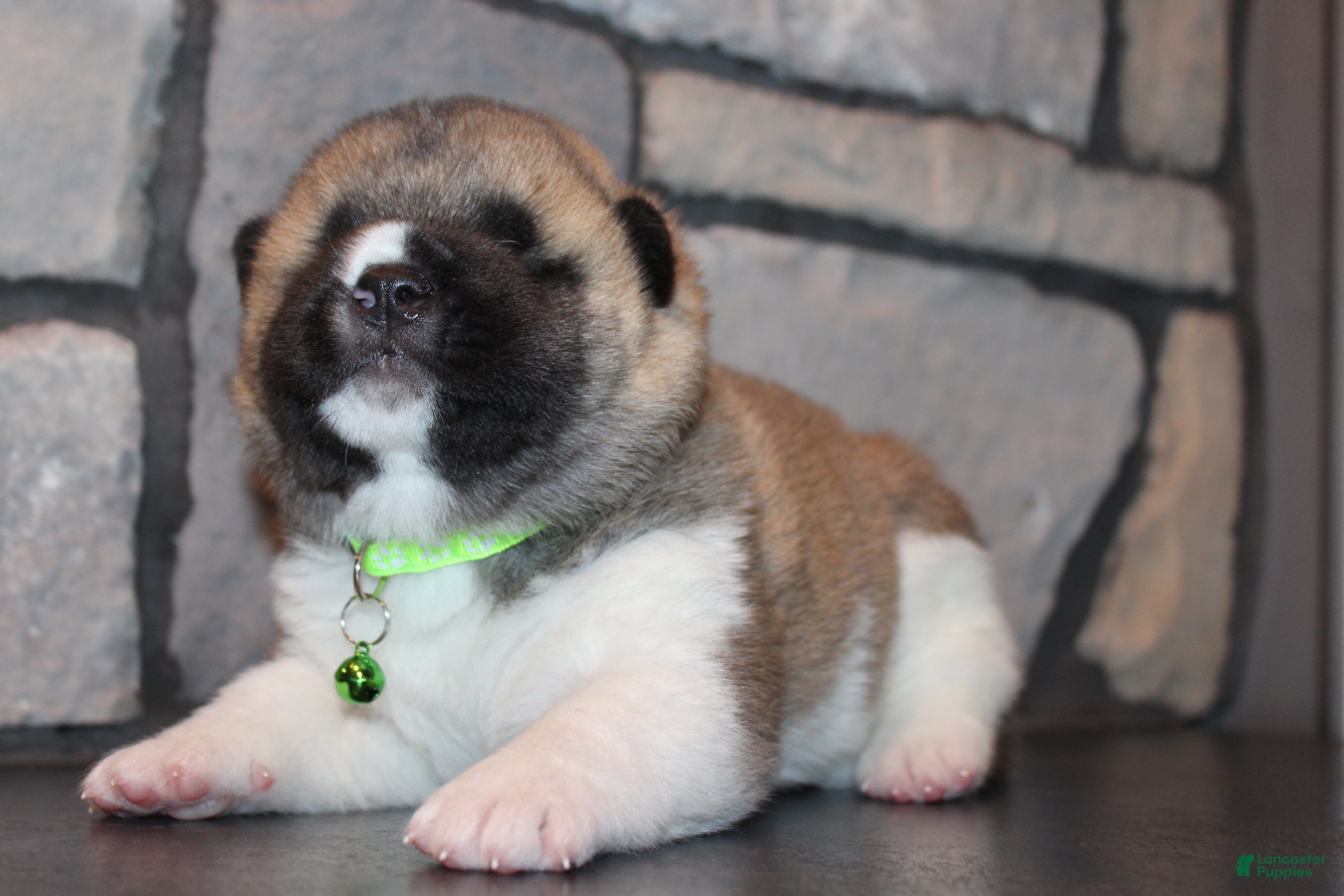 Akita dogs AKC Bear - Ad 2