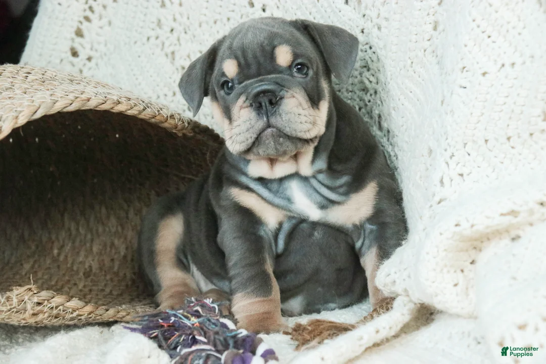 English Bulldog dogs for sale: Xena - Ad 7