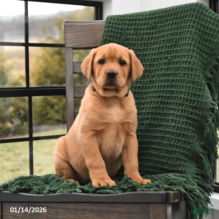 Labrador Retriever dogs Lulu - Ad 42