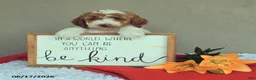 Mini Goldendoodle dogs for sale: Spirit - Ad 2