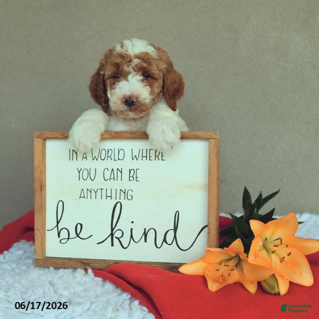 Mini Goldendoodle dogs for sale: Spirit - Ad 2