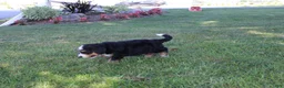 Bernedoodle dogs for sale: Rascal - Ad 10