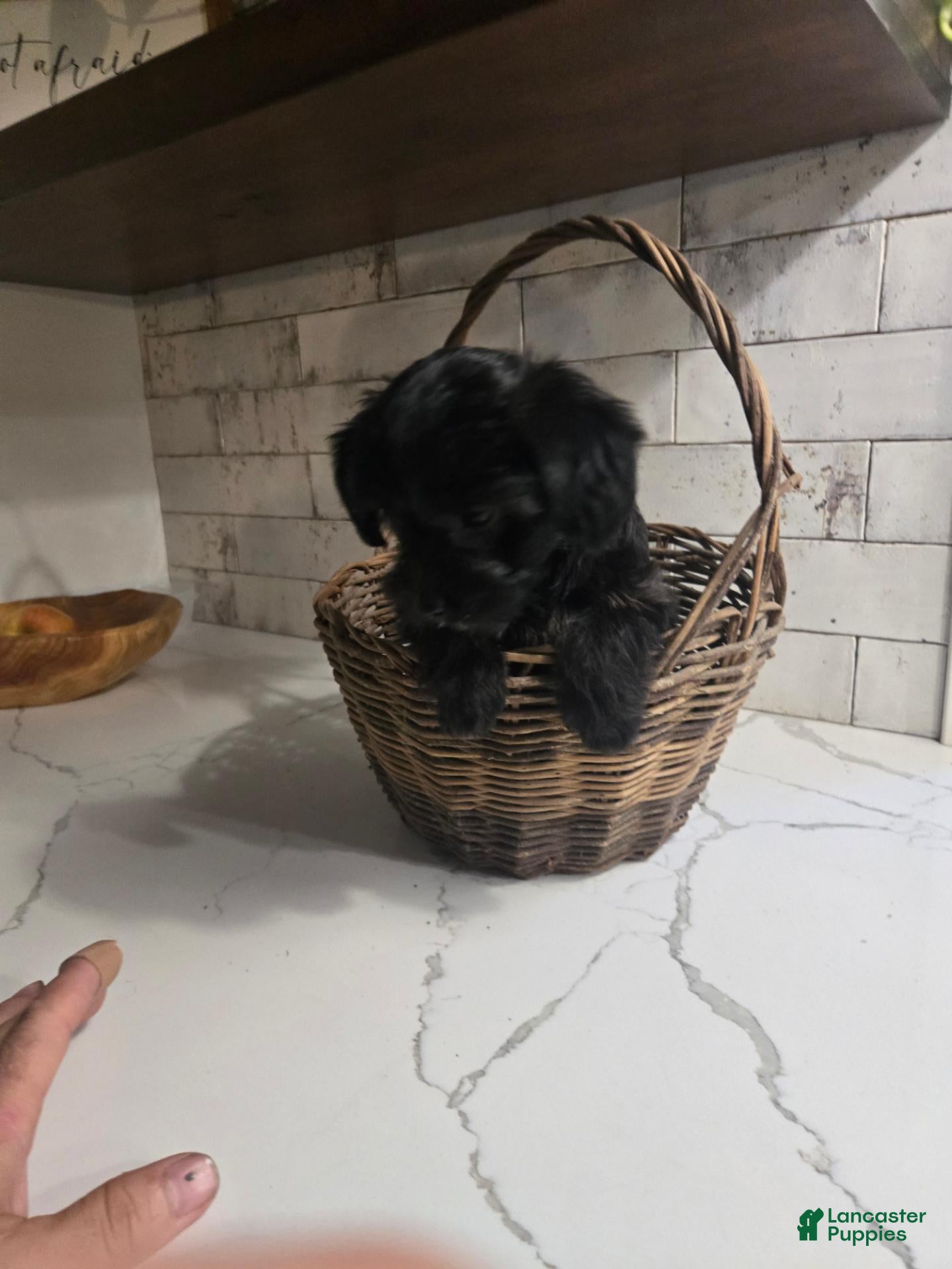 Yorkiepoo dogs Bitzy - Ad 1