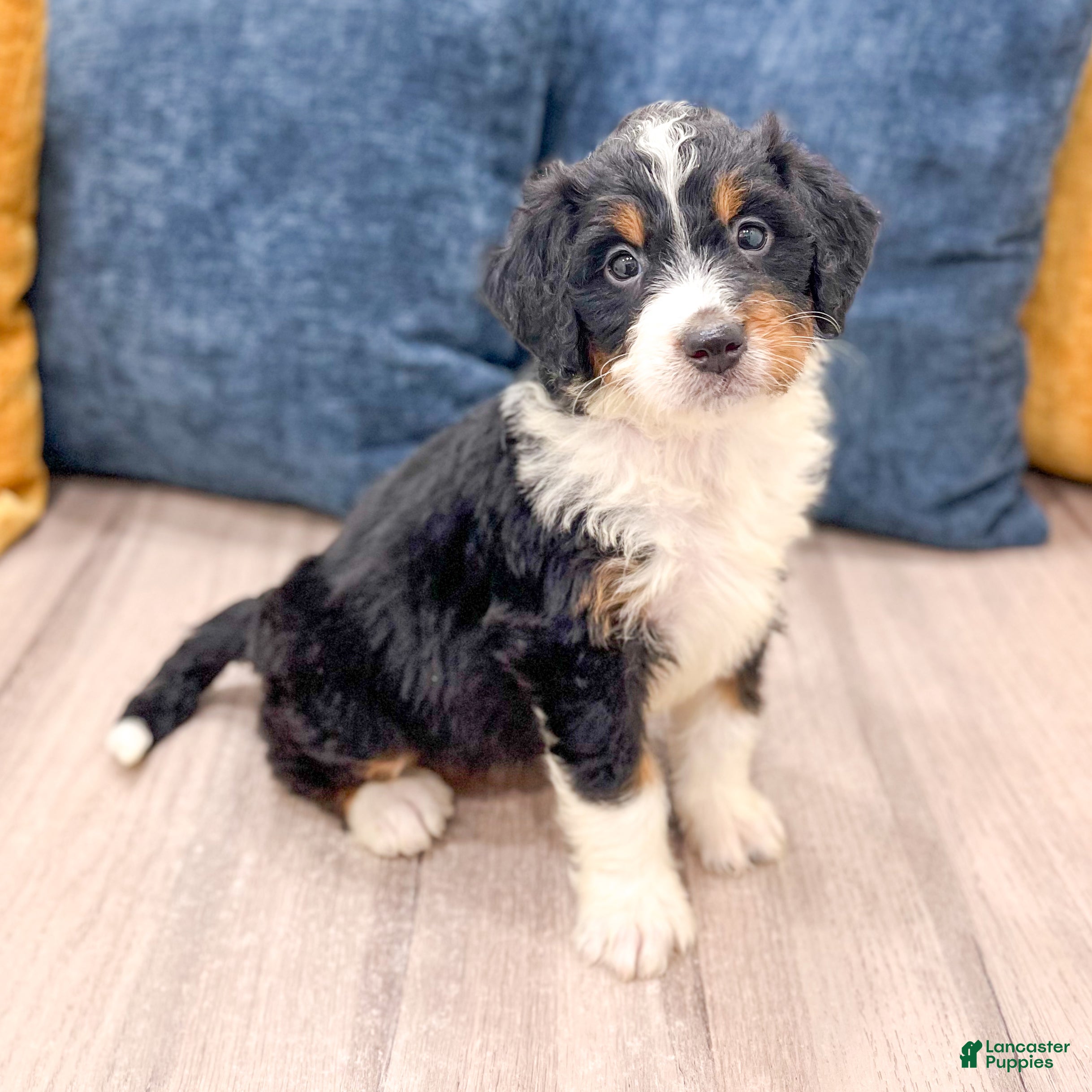 Mini Bernedoodle dogs Rosie - Ad 1