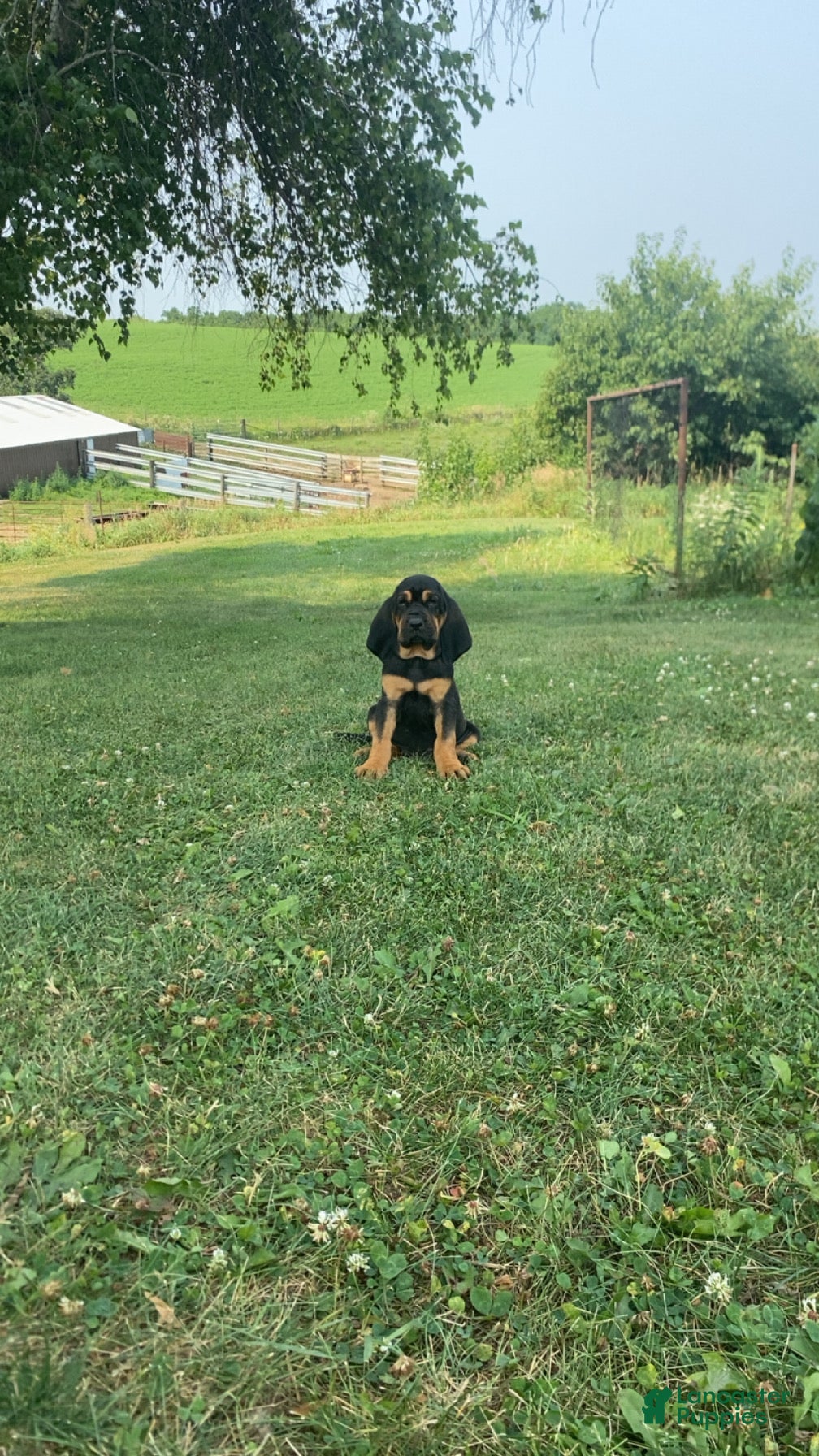 Bloodhound dogs Purple Collar - Ad 2