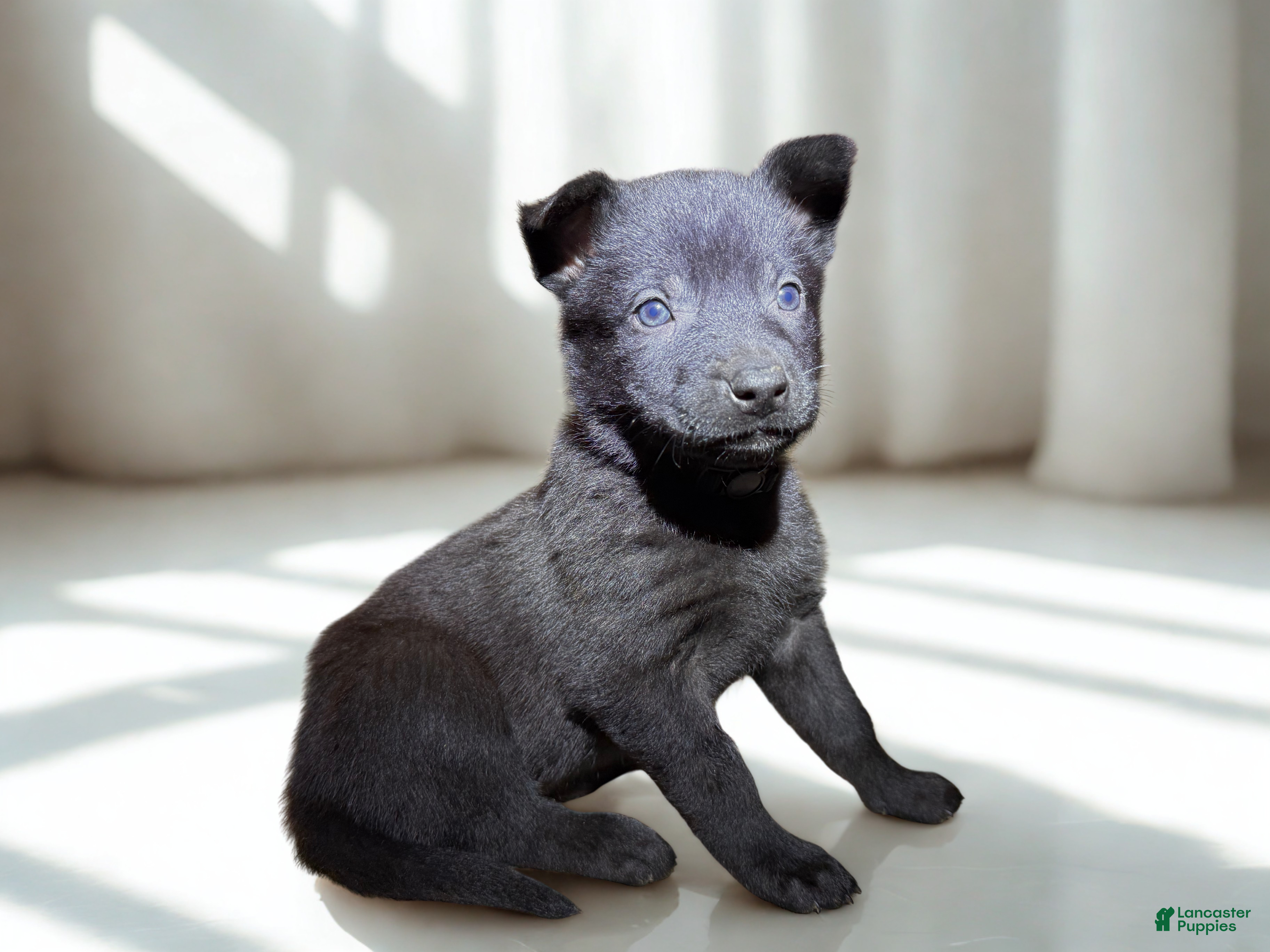 Mixed Breed dogs Black collar - Female Brindle - Ad 5