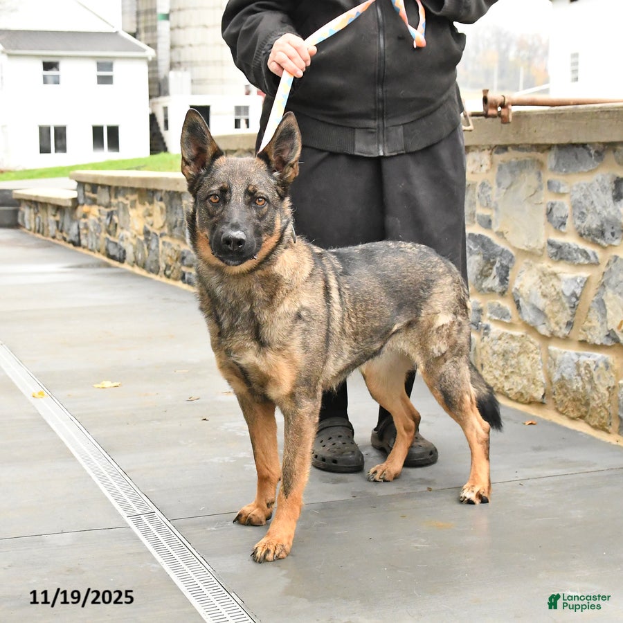 Mixed Breed dogs Oakley - Ad 31